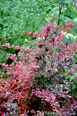 Barberry Berberis thunbergii â€˜Rose Glowâ€™ Stock Photo